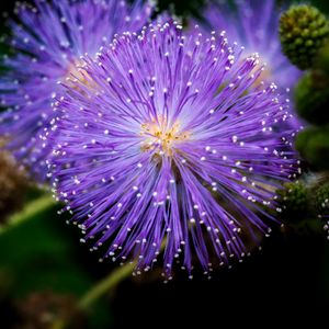 Preview wallpaper mimosa pudica, mimosas, flowers, macro, blur