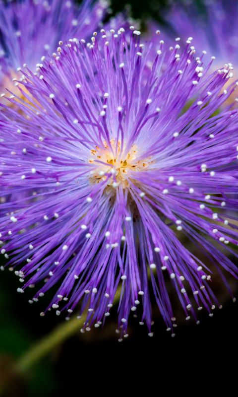 480x800 Wallpaper mimosa pudica, mimosas, flowers, macro, blur
