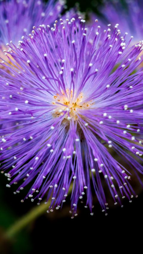 480x854 Wallpaper mimosa pudica, mimosas, flowers, macro, blur
