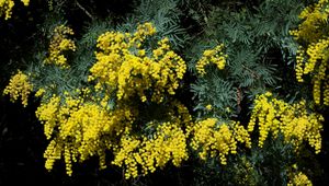 Preview wallpaper mimosa, shrub, spring, beauty