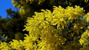 Preview wallpaper mimosa, twigs, shrubs, fluffy, spring, sky