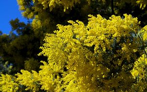 Preview wallpaper mimosa, twigs, shrubs, fluffy, spring, sky