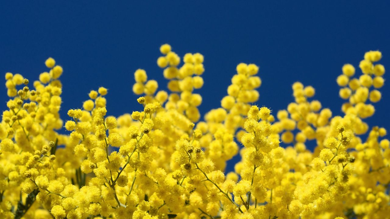 Wallpaper mimosa, twigs, yellow, fluffy, close-up, sky