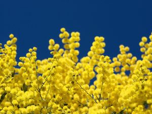 Preview wallpaper mimosa, twigs, yellow, fluffy, close-up, sky