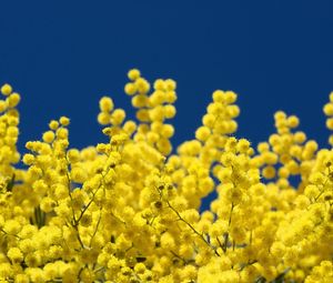 Preview wallpaper mimosa, twigs, yellow, fluffy, close-up, sky