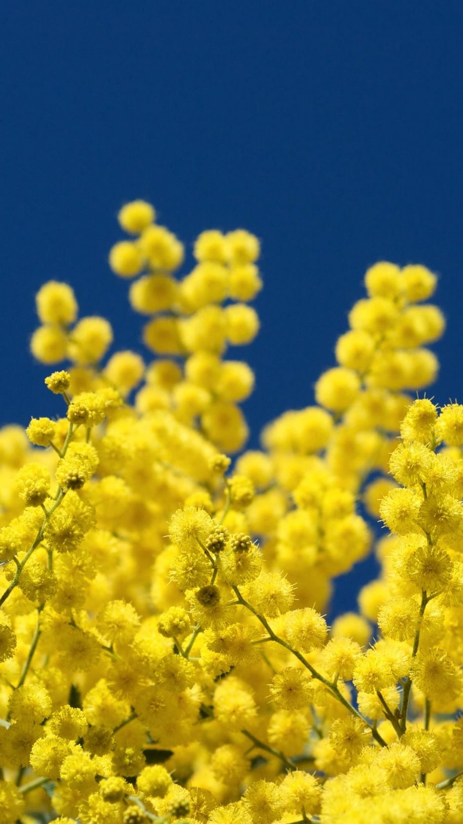 Download Wallpaper 938x1668 Mimosa Twigs Yellow Fluffy Close Up Sky Iphone 8 7 6s 6 For Parallax Hd Background