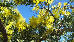 Preview wallpaper mimosa, woolly, bright, branch, sky