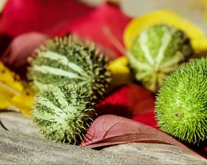 Preview wallpaper miniature cucumber, thorn, vegetable