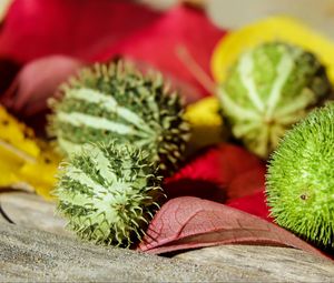 Preview wallpaper miniature cucumber, thorn, vegetable