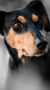 Preview wallpaper miniature pinscher, dog, muzzle