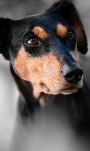 Preview wallpaper miniature pinscher, dog, muzzle