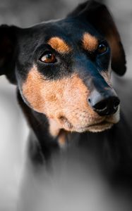 Preview wallpaper miniature pinscher, dog, muzzle