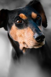 Preview wallpaper miniature pinscher, dog, muzzle