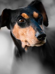 Preview wallpaper miniature pinscher, dog, muzzle