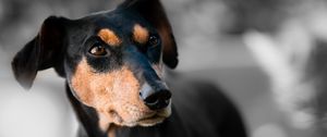 Preview wallpaper miniature pinscher, dog, muzzle