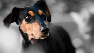 Preview wallpaper miniature pinscher, dog, muzzle