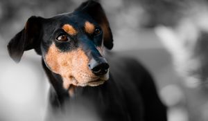 Preview wallpaper miniature pinscher, dog, muzzle