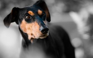 Preview wallpaper miniature pinscher, dog, muzzle