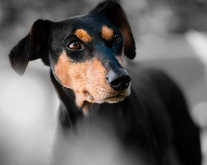 Preview wallpaper miniature pinscher, dog, muzzle