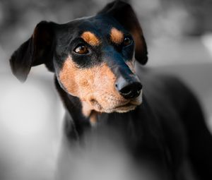 Preview wallpaper miniature pinscher, dog, muzzle