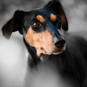 Preview wallpaper miniature pinscher, dog, muzzle