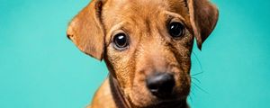 Preview wallpaper miniature pinscher, dog, pet, glance, cute