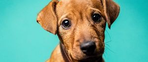 Preview wallpaper miniature pinscher, dog, pet, glance, cute