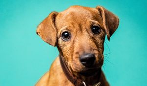 Preview wallpaper miniature pinscher, dog, pet, glance, cute