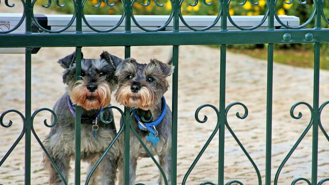 Wallpaper miniature schnauzer, dog, fence, railing, looking out, couple