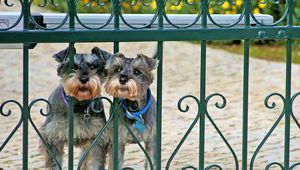 Preview wallpaper miniature schnauzer, dog, fence, railing, looking out, couple