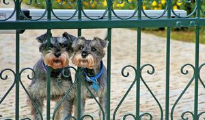Preview wallpaper miniature schnauzer, dog, fence, railing, looking out, couple