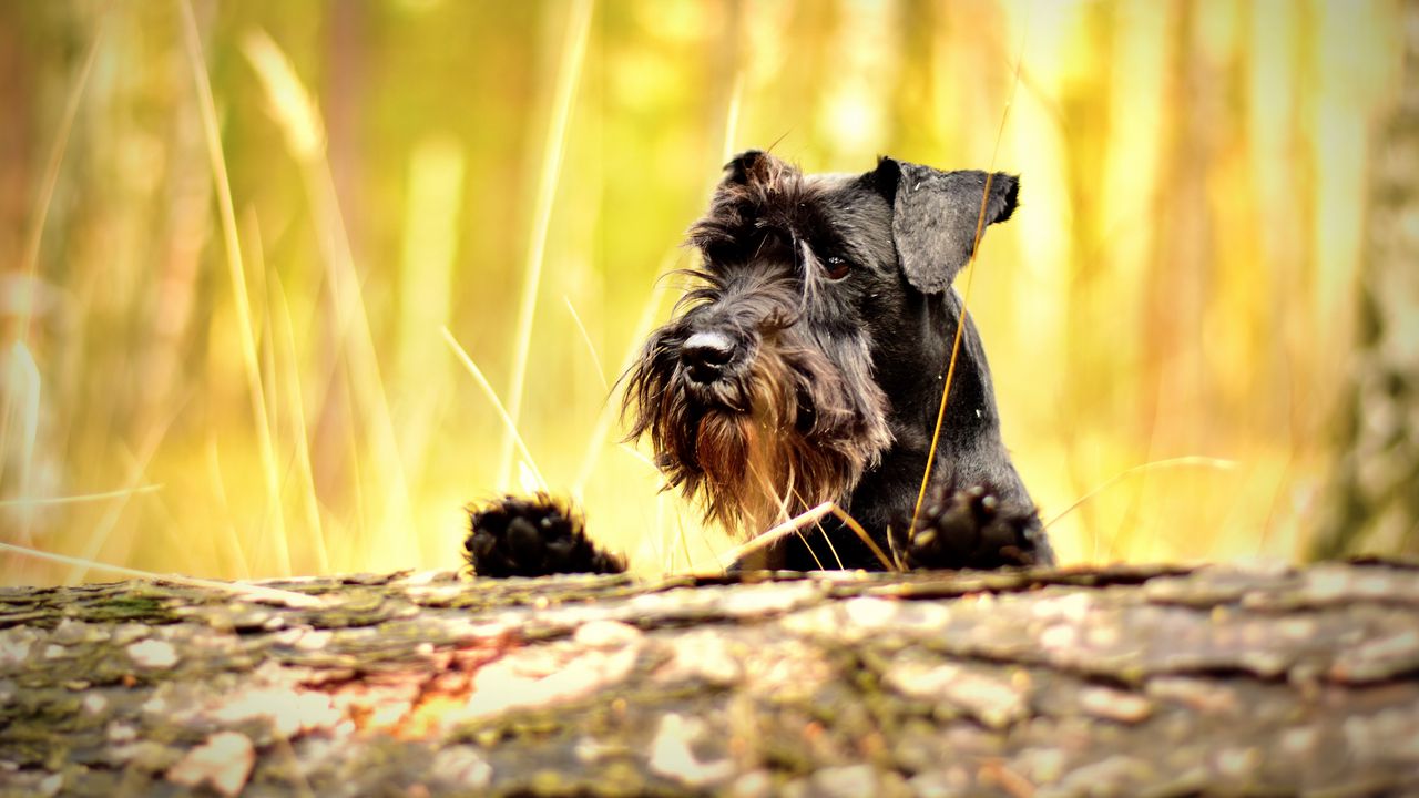 Wallpaper miniature schnauzer, schnauzer, dog, muzzle