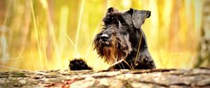 Preview wallpaper miniature schnauzer, schnauzer, dog, muzzle