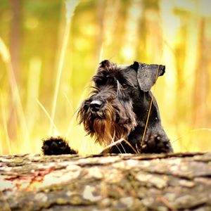 Preview wallpaper miniature schnauzer, schnauzer, dog, muzzle