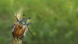 Preview wallpaper minimalism, grass, summer, beetle, green