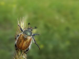 Preview wallpaper minimalism, grass, summer, beetle, green