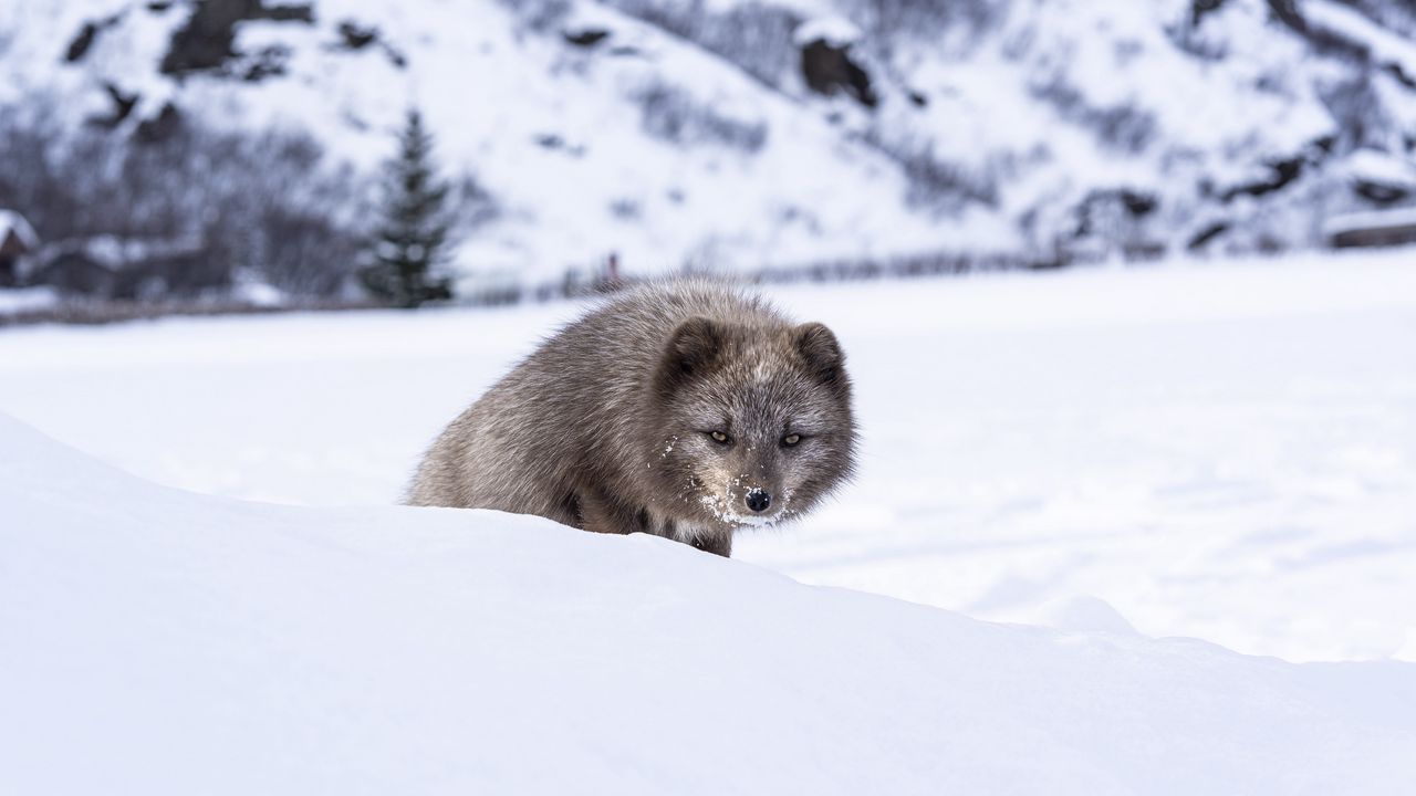 Wallpaper mink, animal, snow, sly