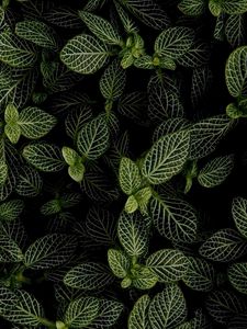 Preview wallpaper mint, leaves, aerial view