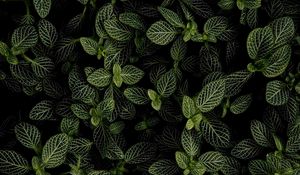 Preview wallpaper mint, leaves, aerial view