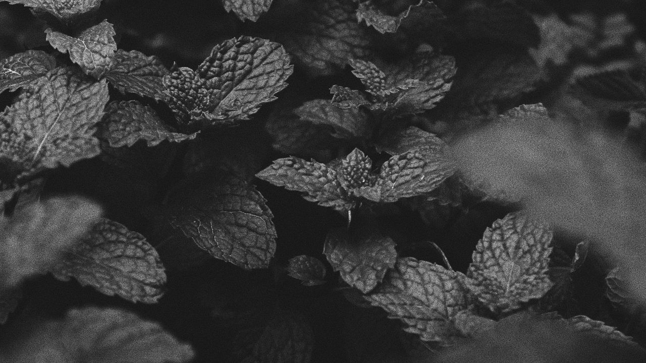 Wallpaper mint, leaves, bw, bushes