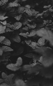 Preview wallpaper mint, leaves, bw, bushes