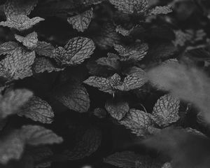 Preview wallpaper mint, leaves, bw, bushes