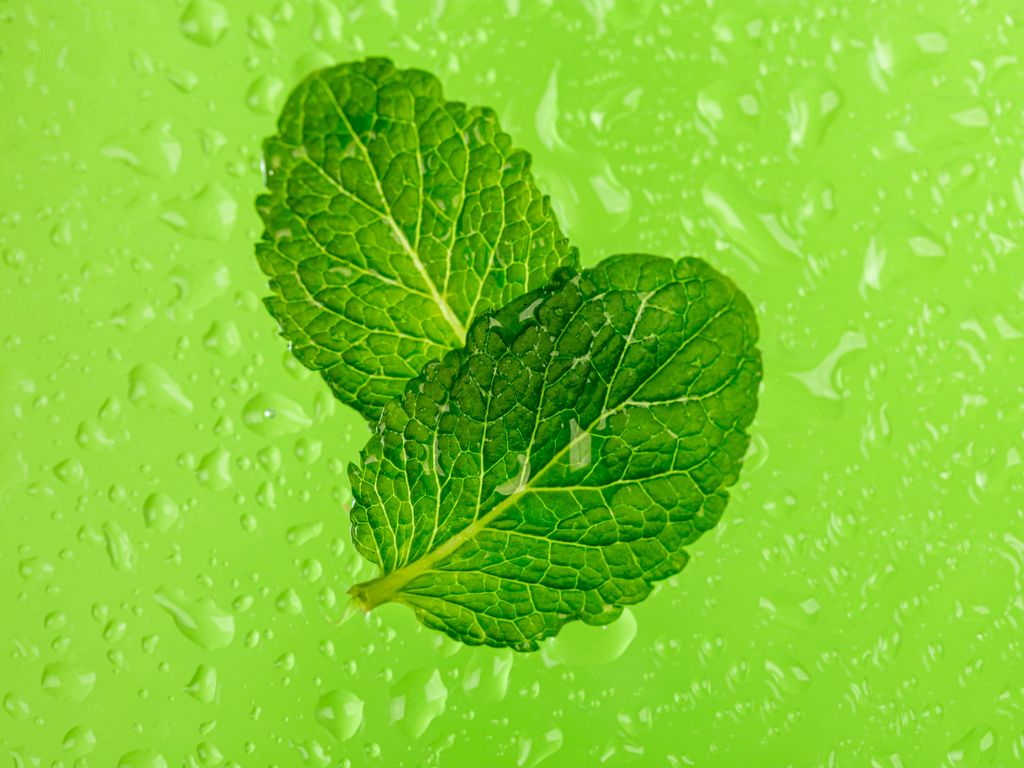 1024x768 Wallpaper mint, leaves, drops, macro, wet, green