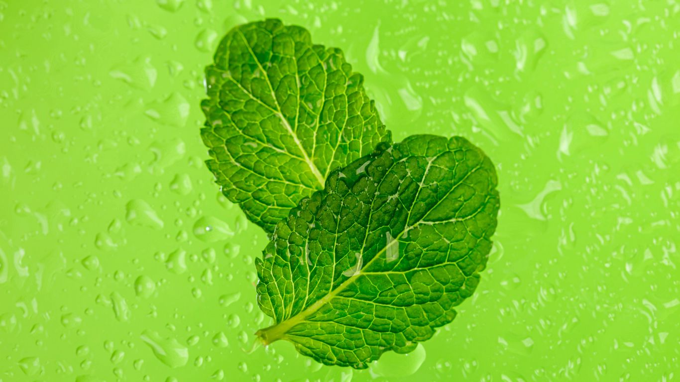 1366x768 Wallpaper mint, leaves, drops, macro, wet, green