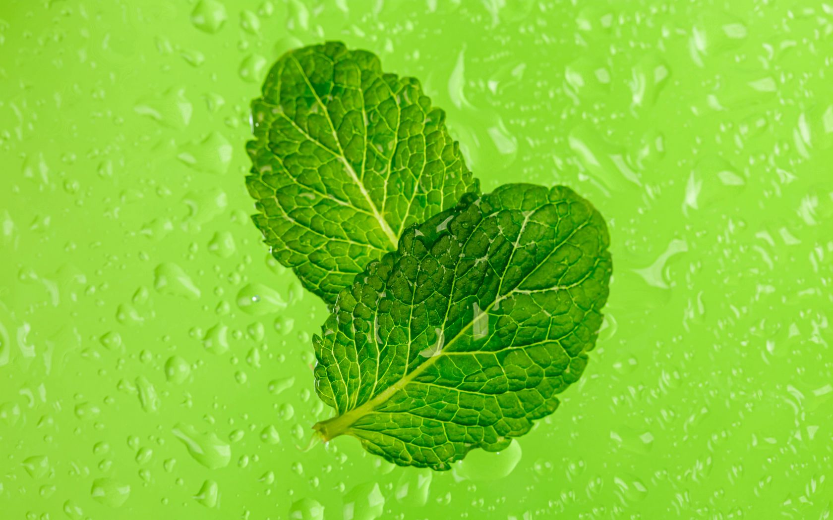 1680x1050 Wallpaper mint, leaves, drops, macro, wet, green