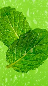 Preview wallpaper mint, leaves, drops, macro, wet, green