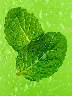 240x320 Wallpaper mint, leaves, drops, macro, wet, green