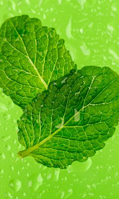 240x400 Wallpaper mint, leaves, drops, macro, wet, green