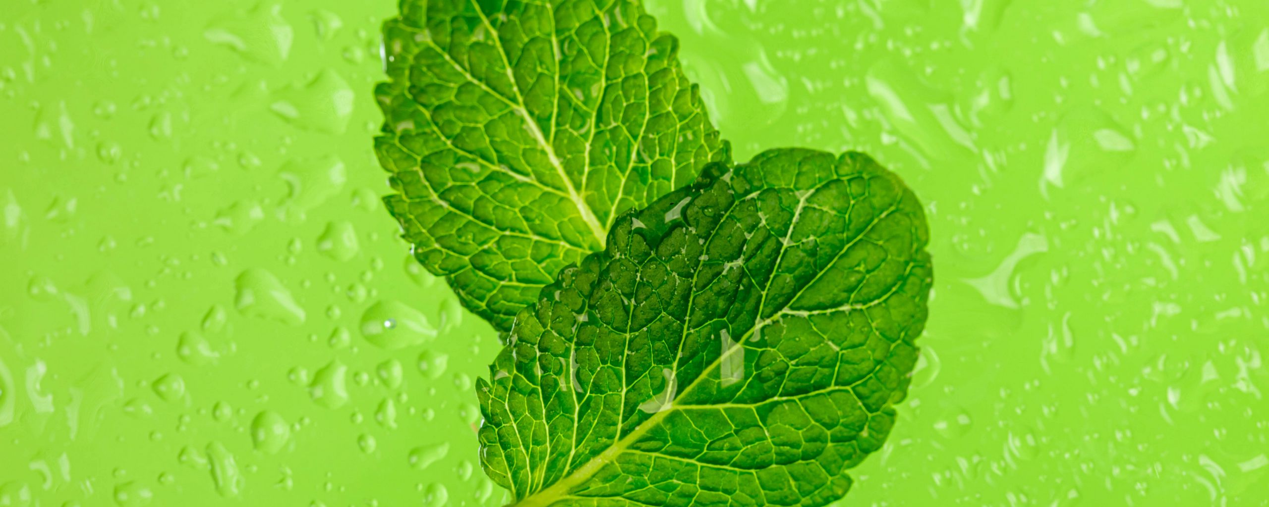2560x1024 Wallpaper mint, leaves, drops, macro, wet, green