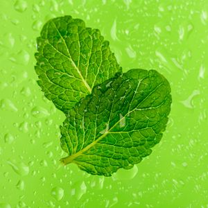 Preview wallpaper mint, leaves, drops, macro, wet, green